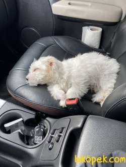 4 Aylık Erkek Yavru Maltese Terrier 4