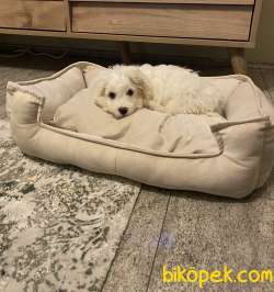 4 Aylık Erkek Yavru Maltese Terrier 1