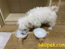 4 Aylık Erkek Yavru Maltese Terrier 2