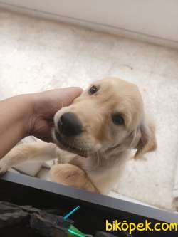 4 Aylik Golden Aşıları Kontrolleri Yapılmış Karneli 1