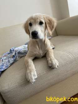 4 Aylık Golden Retviver Sağlıklı Tüm Aşıları Yapıldı 2