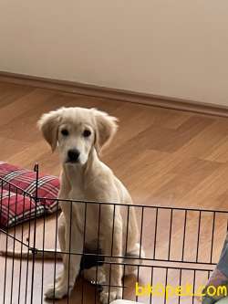 4 Aylık Golden Retviver Sağlıklı Tüm Aşıları Yapıldı 1