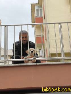 4 Aylık Golden Retviver Sağlıklı Tüm Aşıları Yapıldı 4