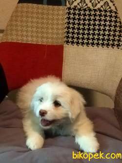 4 Aylık Havanese Terrier Pasaport Var Aşıları Başlamak Üzere 2
