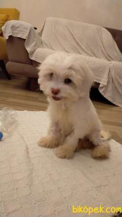 4 Aylık Havanese Terrier Pasaport Var Aşıları Başlamak Üzere 3