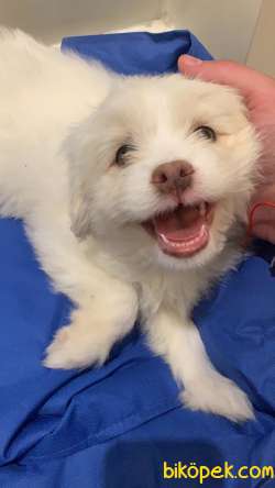4 Aylık Havanese Terrier Pasaport Var Aşıları Başlamak Üzere 1