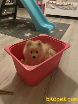 4 AYLIK POMERİAN TEDDY 4