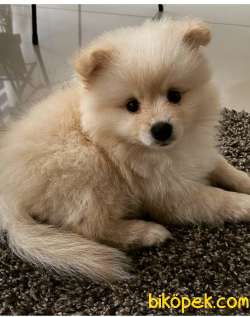 4 AYLIK POMERİAN TEDDY 2