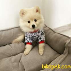 4 AYLIK POMERİAN TEDDY 1
