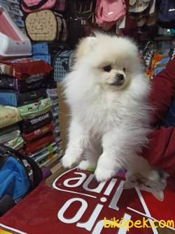 6AYLIK  POMERANİAN BOO 2