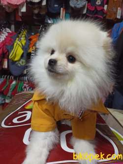 6AYLIK  POMERANİAN BOO 5