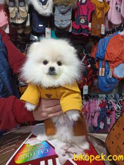 6AYLIK  POMERANİAN BOO 1