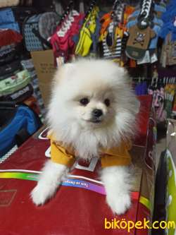 6AYLIK  POMERANİAN BOO 3