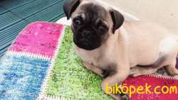 4 Aylık Pug 1