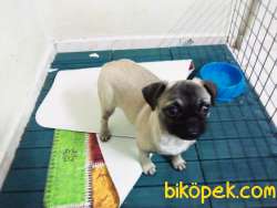 4 Aylık Pug 3