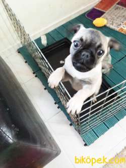 4 Aylık Pug 2