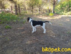 4 Aylık Safkan Dişi Beagle 3