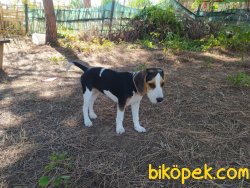 4 Aylık Safkan Dişi Beagle 4