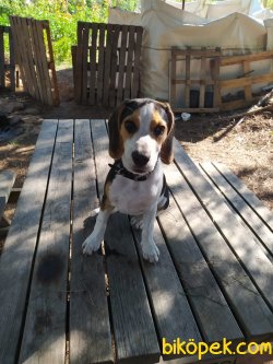 4 Aylık Safkan Dişi Beagle 1