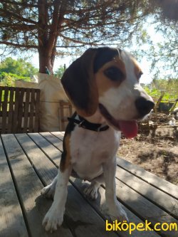 4 Aylık Safkan Dişi Beagle 2