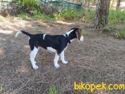 4 Aylık Safkan Dişi Beagle 5