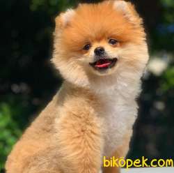 4 Aylık Teddybear Yavrum 1