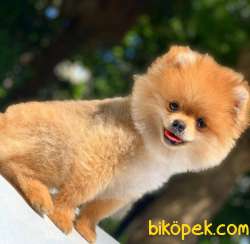 4 Aylık Teddybear Yavrum 2