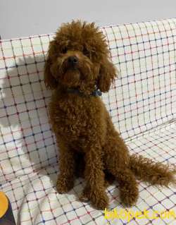 12 Aylık Poodle Redbrown Erkek 1