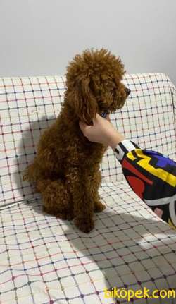 12 Aylık Poodle Redbrown Erkek 3