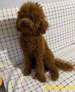 12 Aylık Poodle Redbrown Erkek 2