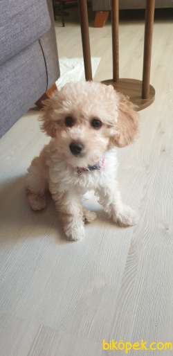 4 Aylik Uygun Fiyatli Disi Toypoodle 5