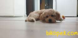 4 Aylik Uygun Fiyatli Disi Toypoodle 2