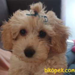 4 Aylik Uygun Fiyatli Disi Toypoodle 1