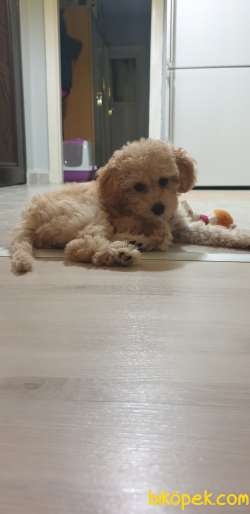 4 Aylik Uygun Fiyatli Disi Toypoodle 3