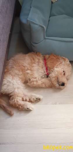 4 Aylik Uygun Fiyatli Disi Toypoodle 4