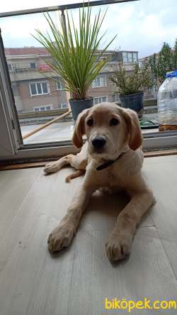 4 Aylık Yavru Golden Erkek 1