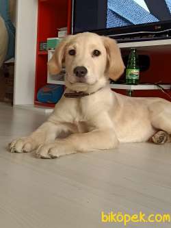 4 Aylık Yavru Golden Erkek 4