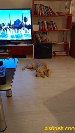 4 Aylık Yavru Golden Erkek 5