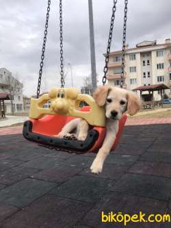 4 AYLIK YAVRU GOLDEN RETRIEVER AFYONKARAHİSAR 1