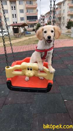 4 AYLIK YAVRU GOLDEN RETRIEVER AFYONKARAHİSAR 3