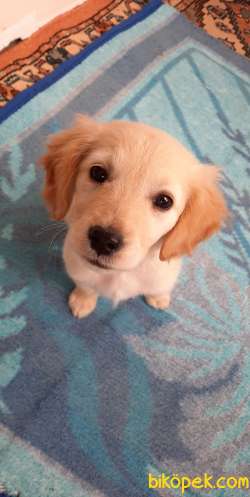 4 AYLIK YAVRU GOLDEN RETRIEVER AFYONKARAHİSAR 2