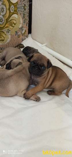40 Günlük Tatlı Pug Yavruları 1