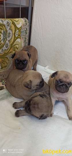 40 Günlük Tatlı Pug Yavruları 3