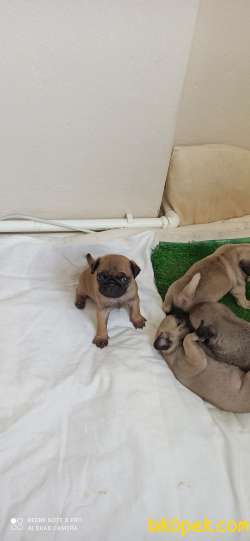40 Günlük Tatlı Pug Yavruları 5