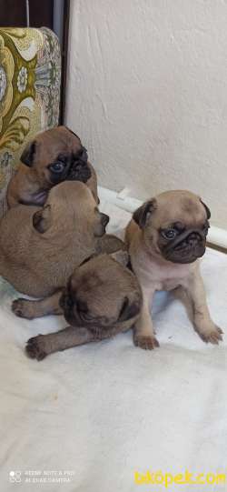 40 Günlük Tatlı Pug Yavruları 4