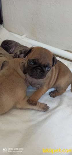 40 Günlük Tatlı Pug Yavruları 2