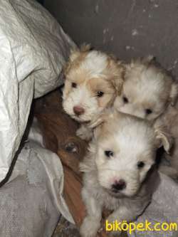40 Günlük Terrier Yavrular Hepsi Nur Topu Gibi 1