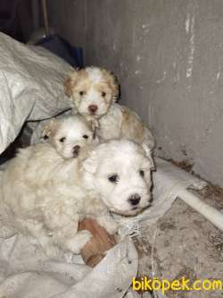 40 Günlük Terrier Yavrular Hepsi Nur Topu Gibi 3