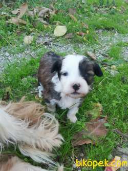 40 Günlük Terrier Yavrular Hepsi Nur Topu Gibi 5