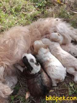 40 Günlük Terrier Yavrular Hepsi Nur Topu Gibi 4